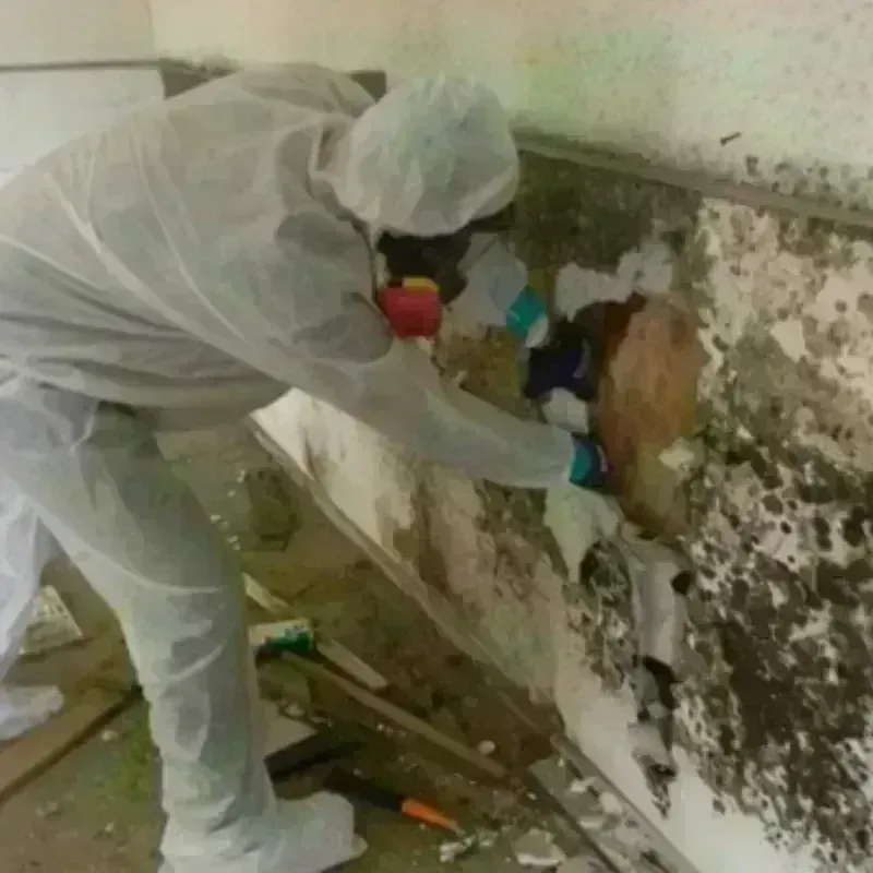 Mold Remediation and Removal in Palm Springs, FL